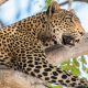 Leopard sighting - Serengeti