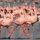 Flamingos - East Africa
